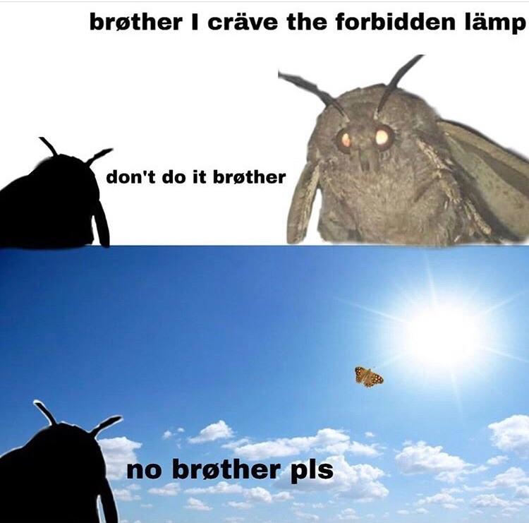 Meme avec une mite qui dit "brother I crave for the forbidden lamp" et l'autre mite dit "don't do it brother, no brother please" pendant que la première mite s'envole vers... le soleil